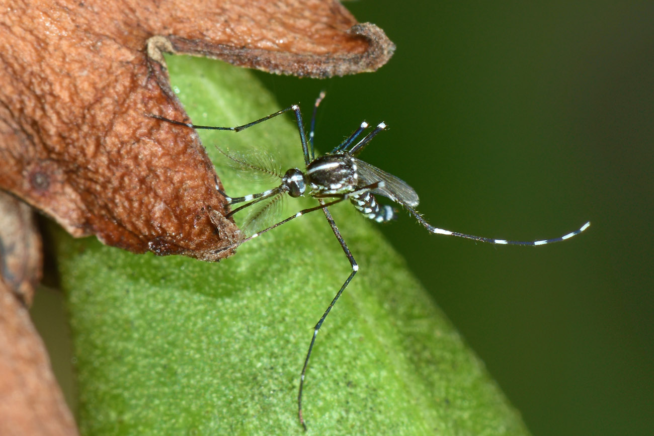 Culicidae:  Aedes albopictus maschio?